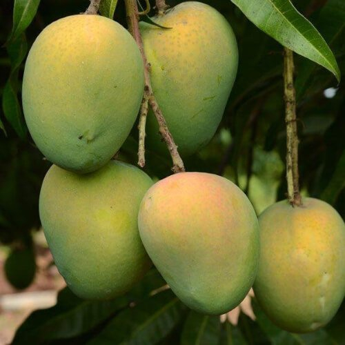 haribhanga-mango/